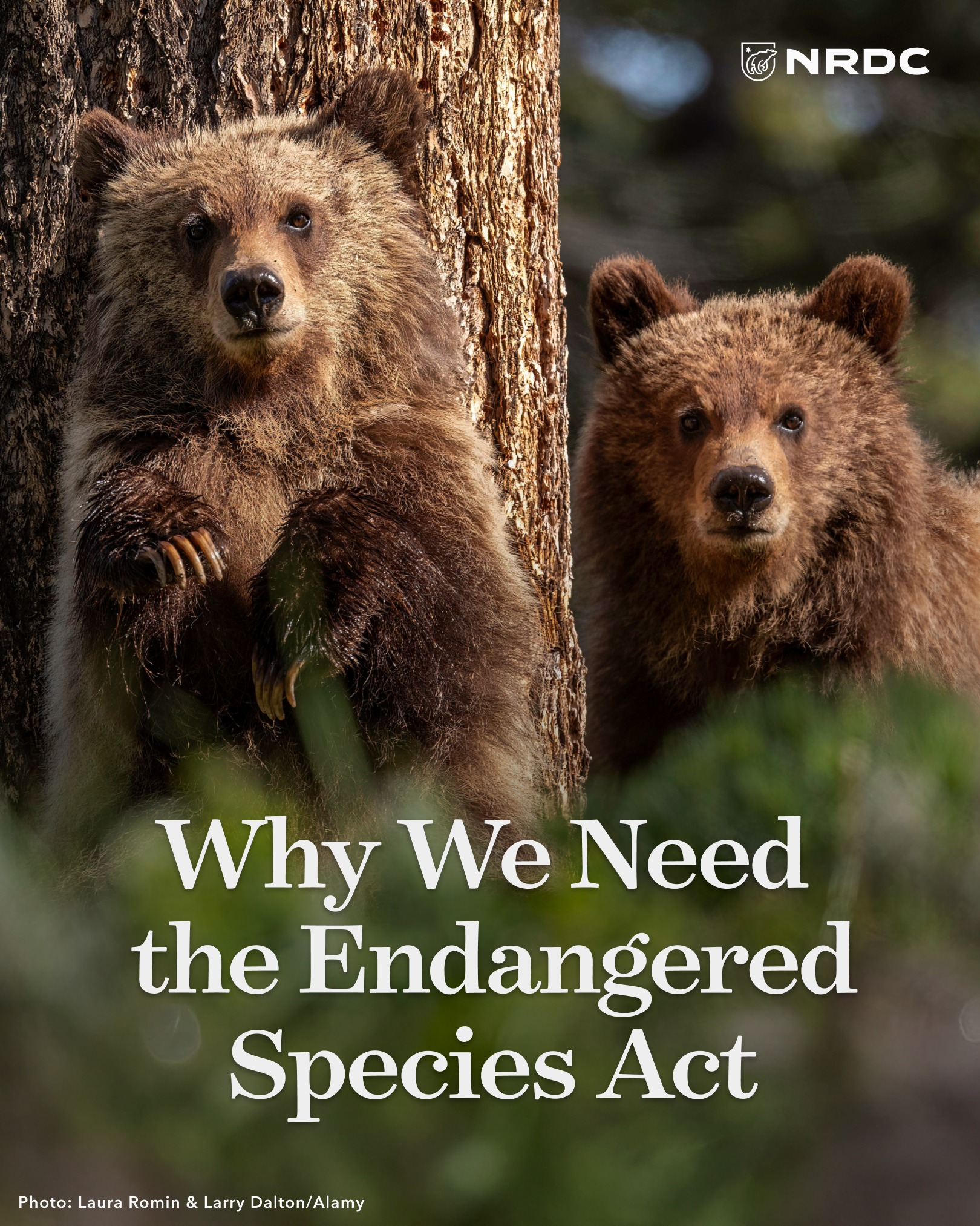 NRDC - The Endangered Species Act is our most effective... | Facebook