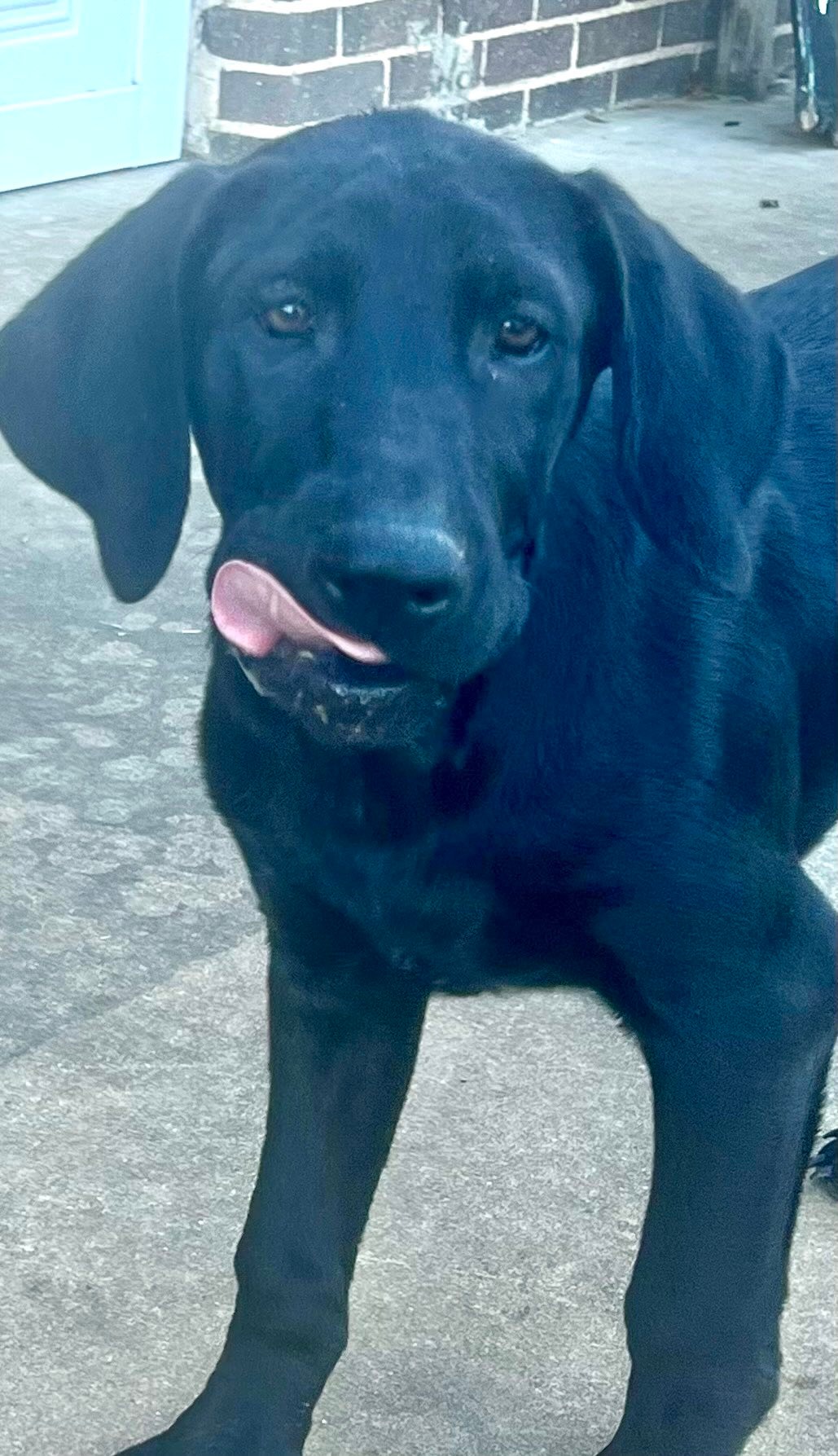 Jake is set to arrive soon and is... - Chicagoland Lab Rescue | Facebook