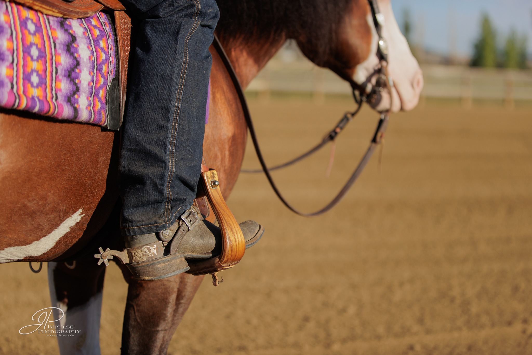 Ryan Rushing Performance Horses | Fort Collins CO