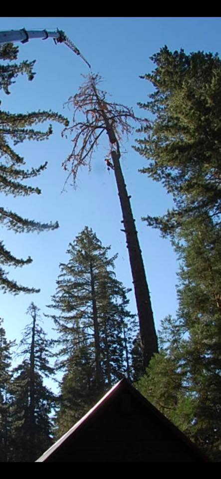 Michael Poor Certified Arborist | Urbana IL