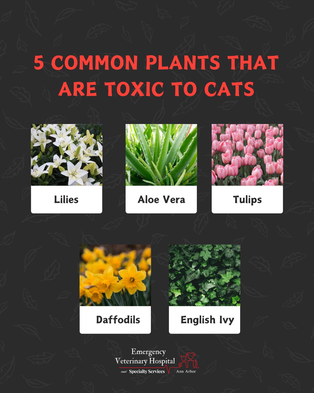 Photo inspiration: Visual Reference: Emergency Did You Know These Common Plants Can Be Toxic