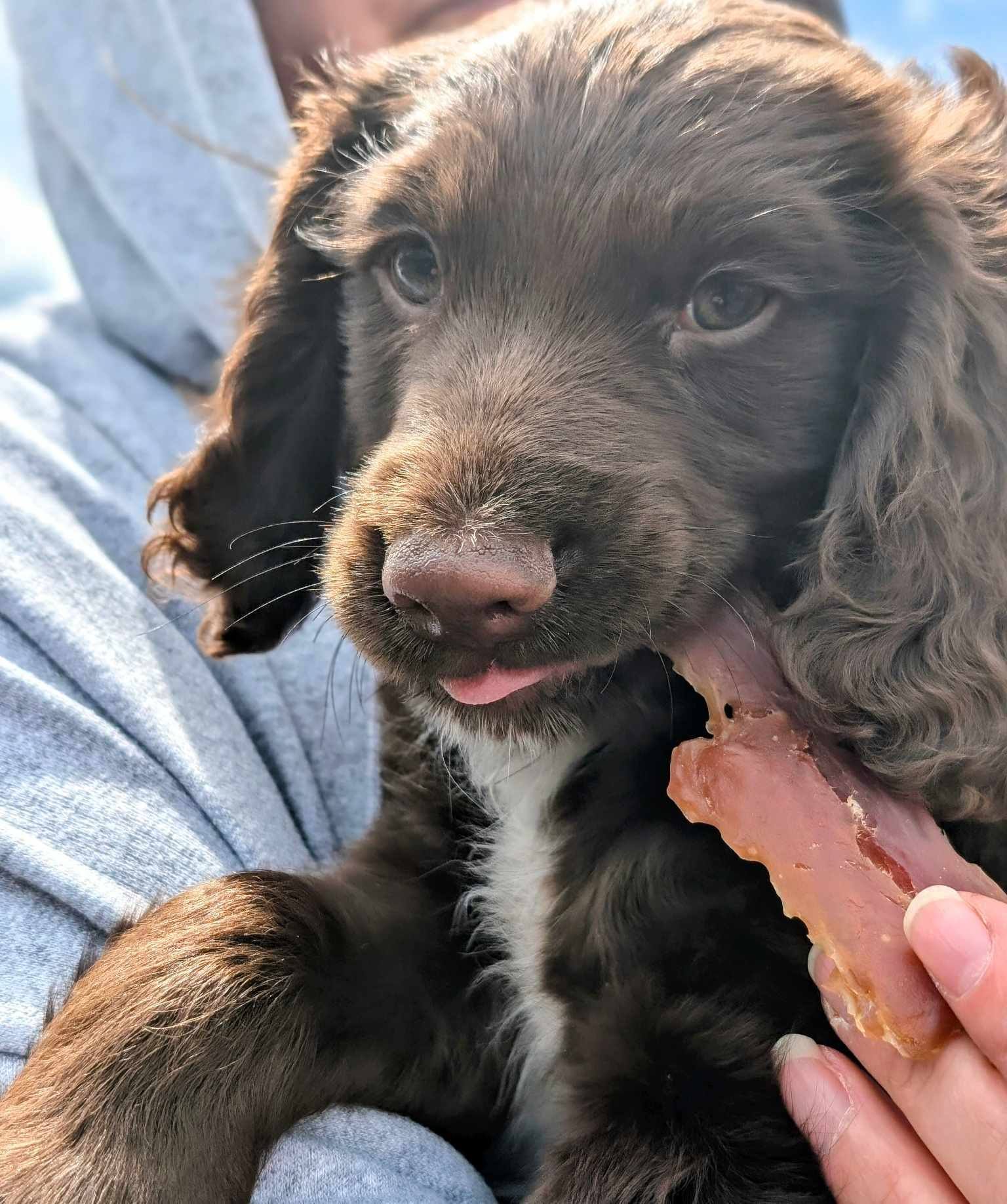 Northern... - Northern English Springer Spaniel Rescue