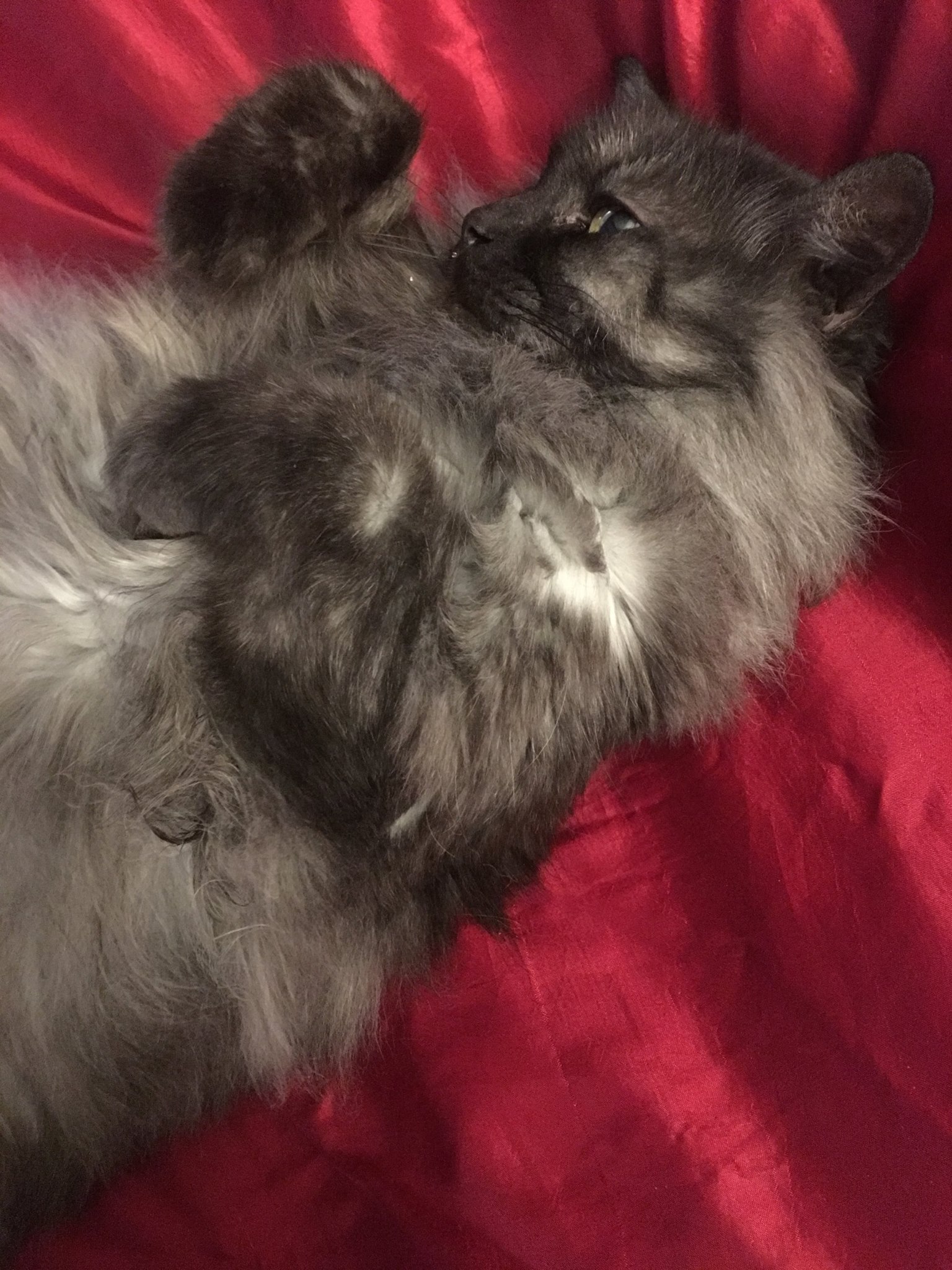 Mr. Fluffy Style (Fluffbert)