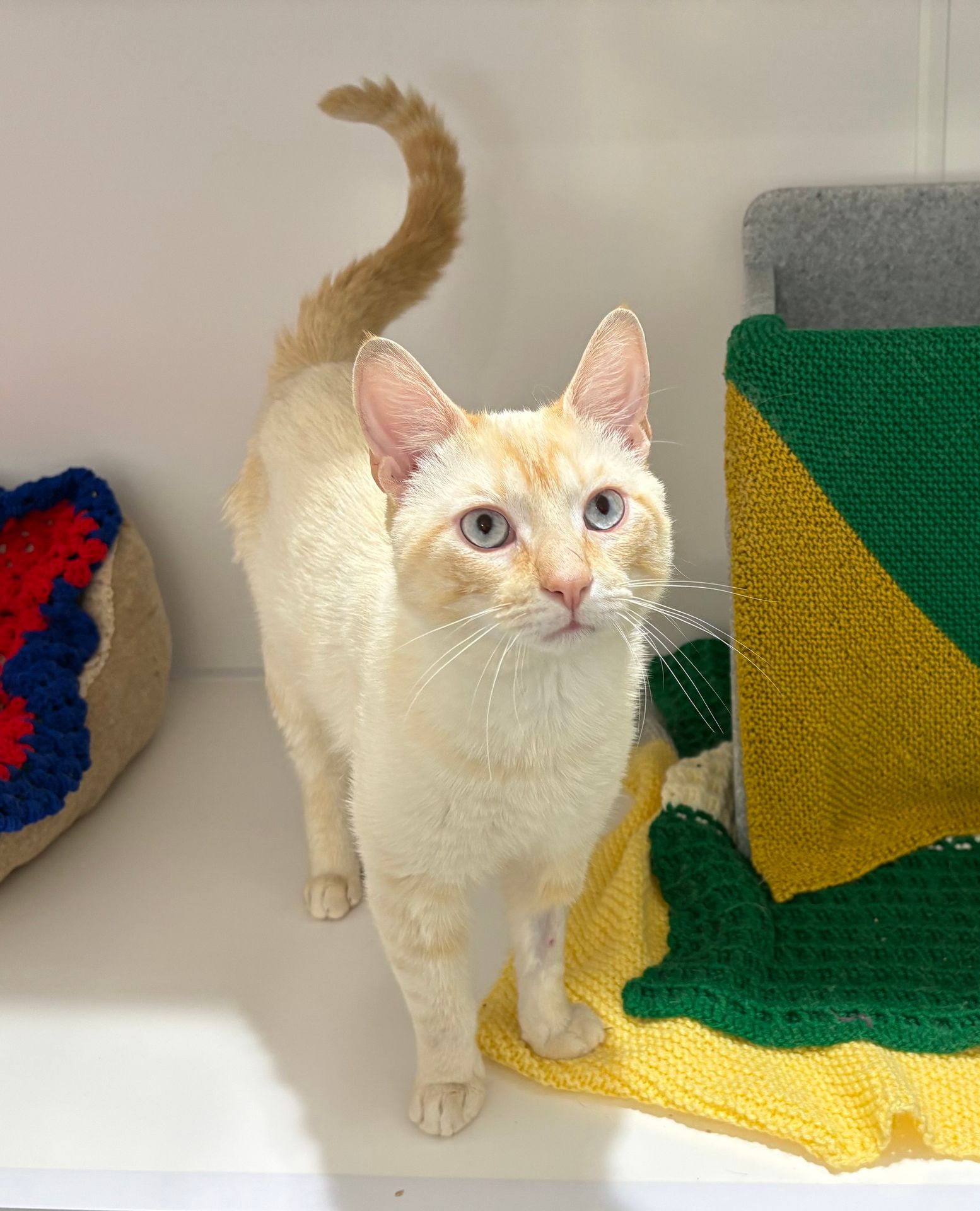 RSPCA - 🌟 Support animals like Bailey by attending our Gala Dinner 🌟 ...