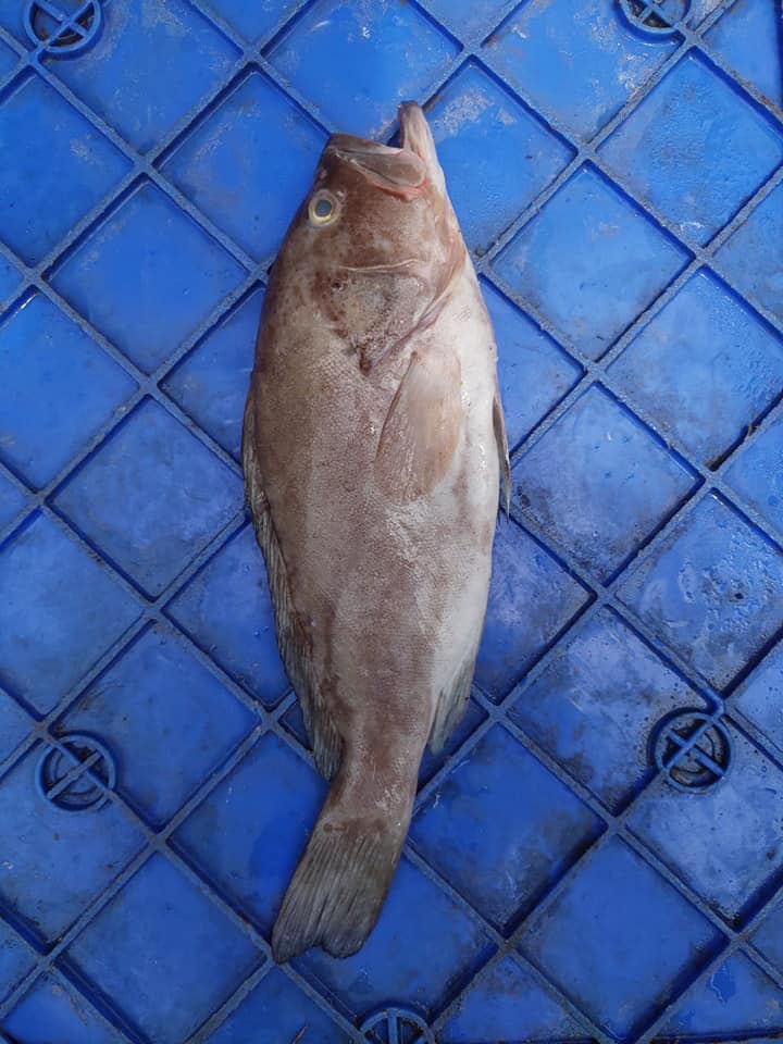Fish Story - REEF COD or KALAVA FISH Cod is a healthy...