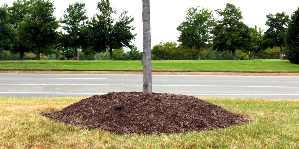 Top Tier Tree Care LLC | Jefferson OR