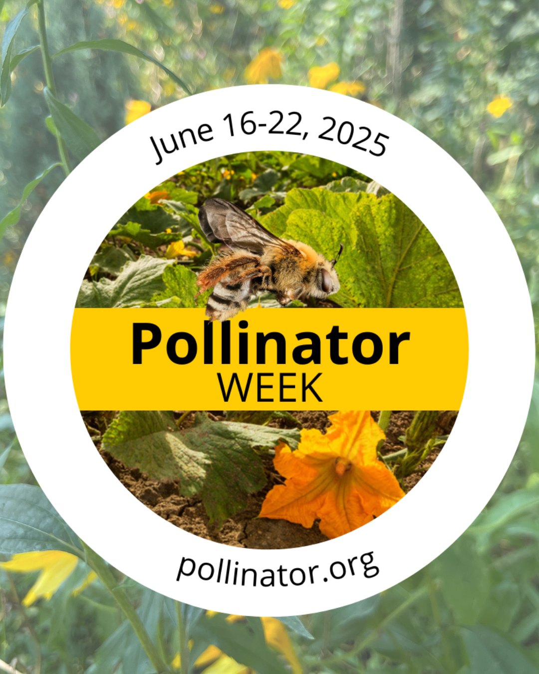 Blue - 🌼 Happy Pollinator Week! 🐝🦋 Pollinator Week is here—a time to ...