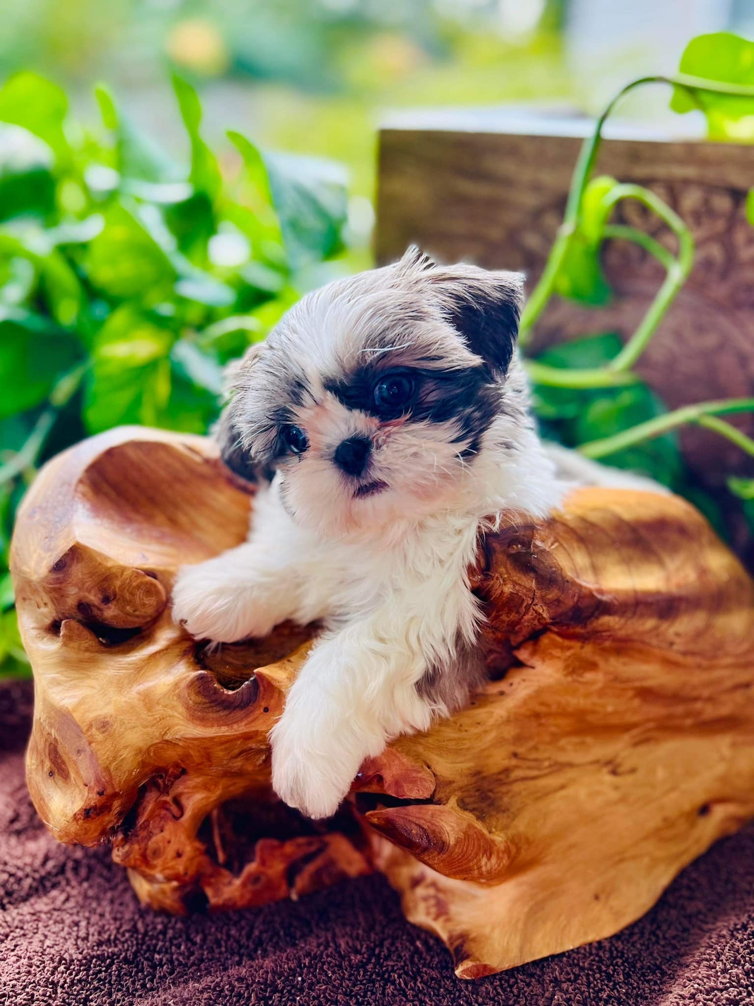 Oh, these little legs! 😂🐾 They’re discovering a whole new world, one ...
