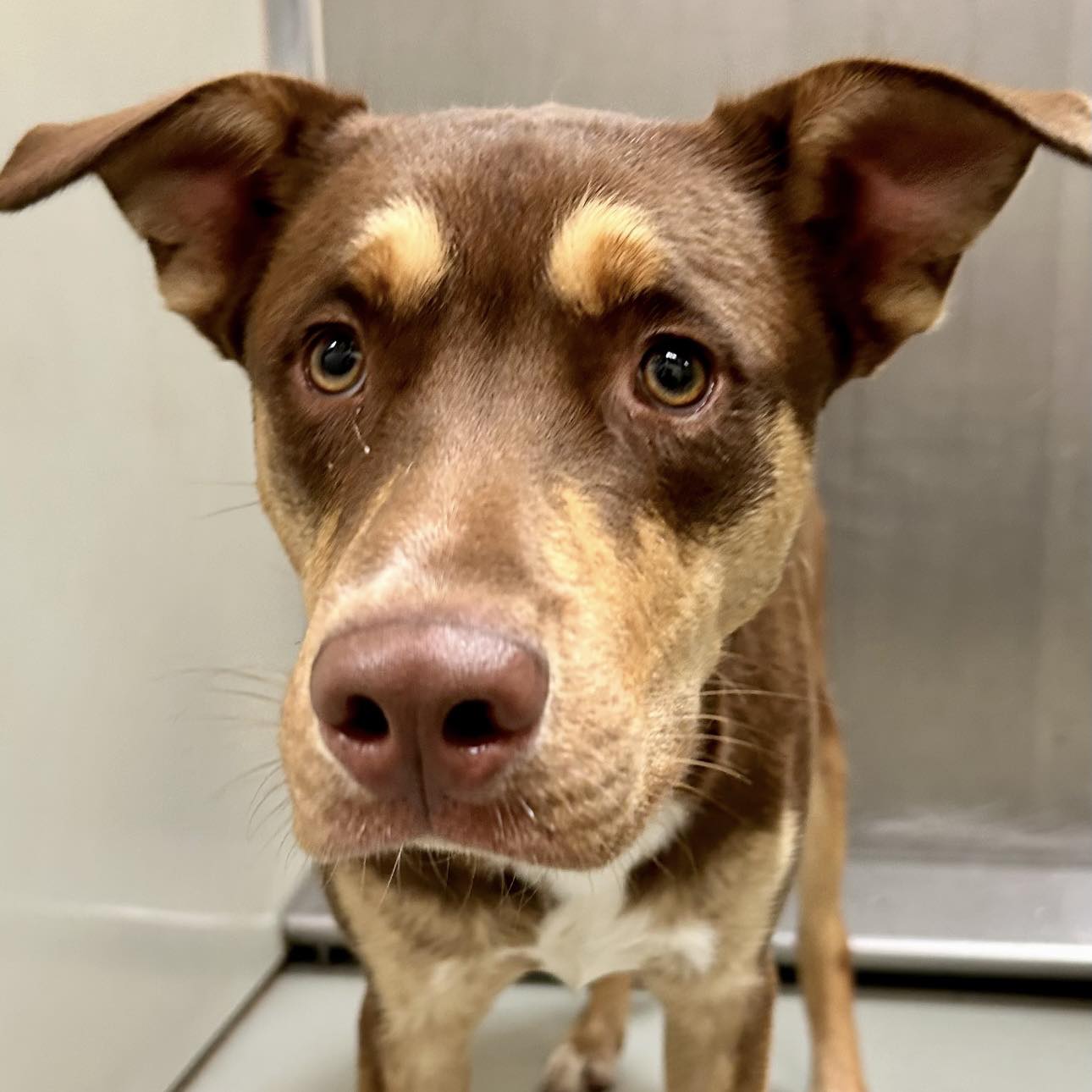 Beauties - ‼️🆘ALREADY PAST DEADLINE- EUTH PENDING AT ANY POINT🆘‼️ ...