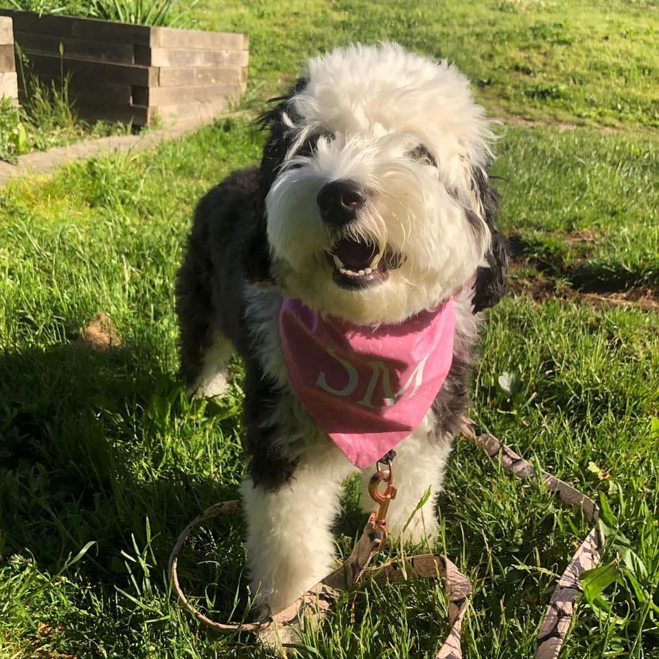 Sheepadoodle puppies for adoption