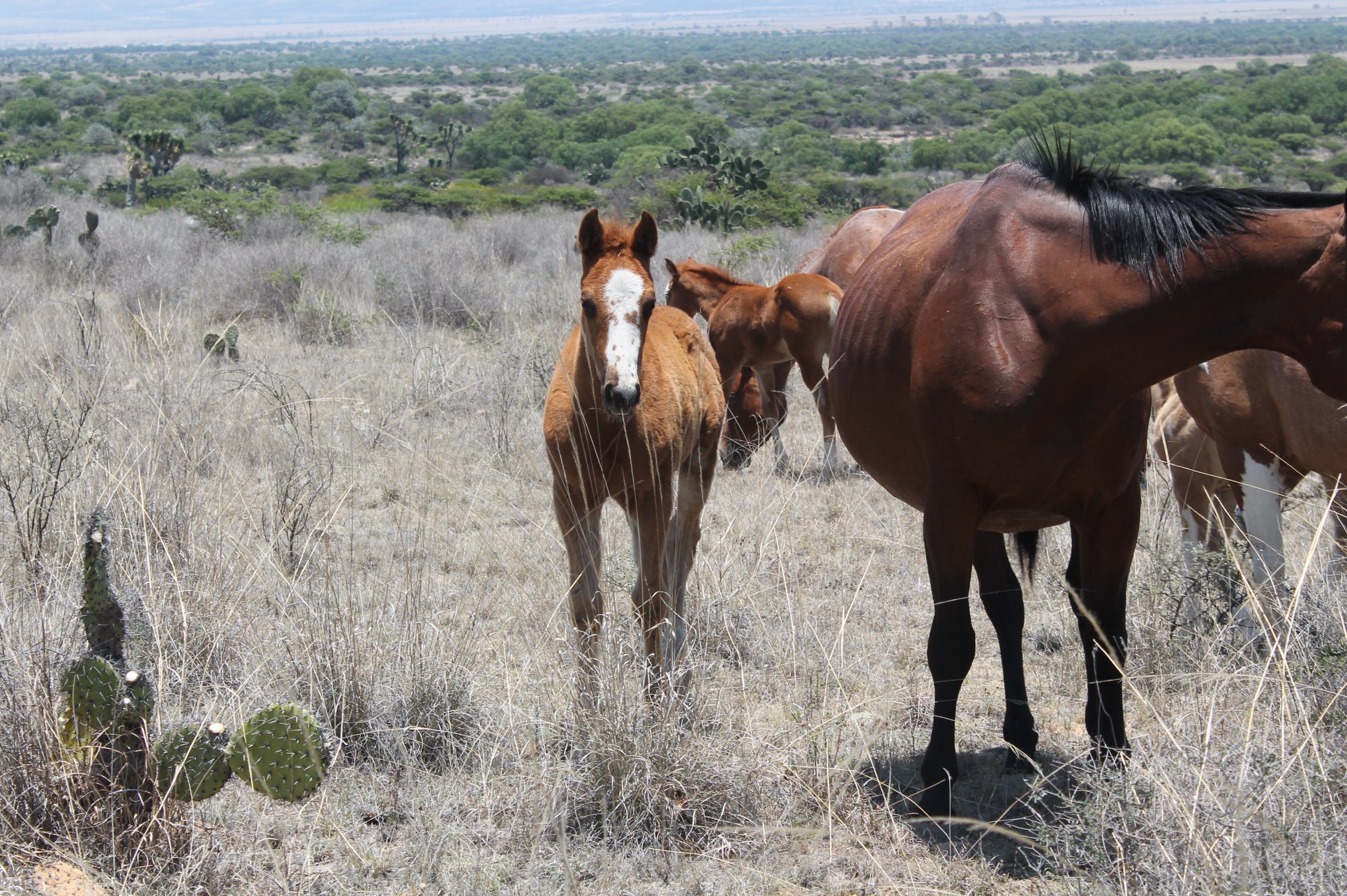 Rancho VKRO - $$$ Potrillo 2020 En Venta $$$ Macho alazan...
