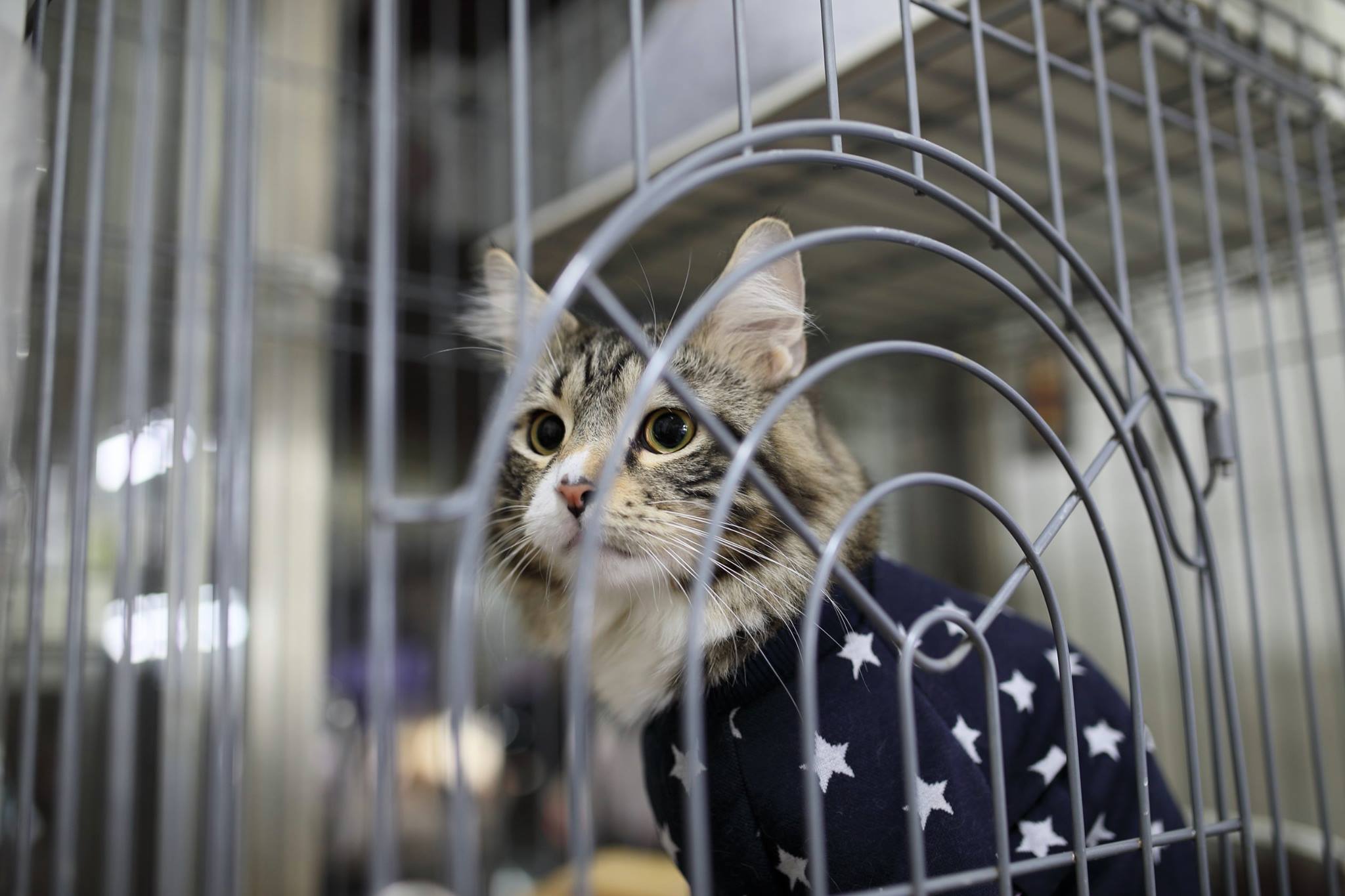 伟嘉 Whiskas 猫湿粮伟嘉宠物猫粮猫湿粮成猫妙鲜包精选鲜肝味85g单袋装 价格图片品牌报价 苏宁易购宝路伟嘉苏宁自营旗舰店