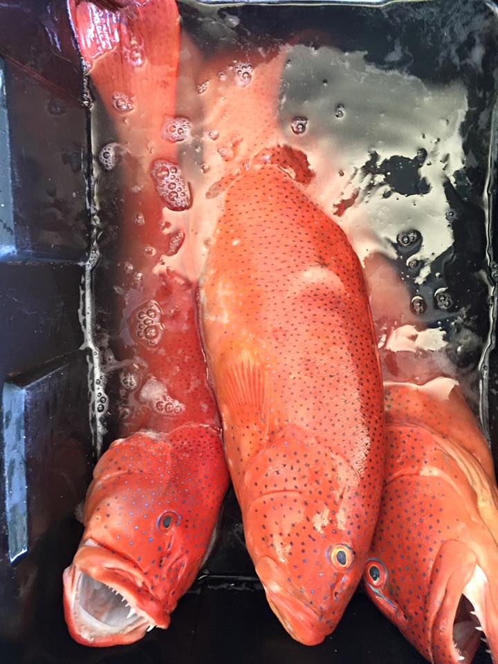 海魚網 Oceanfish 今日現流 紅條跟黃過魚 都是超好吃的石斑 Facebook