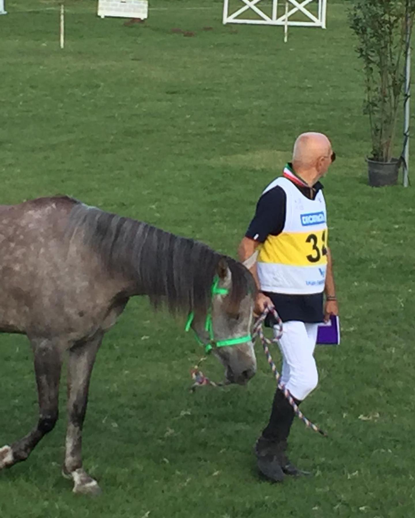 Di nardi arabian horses Caserta