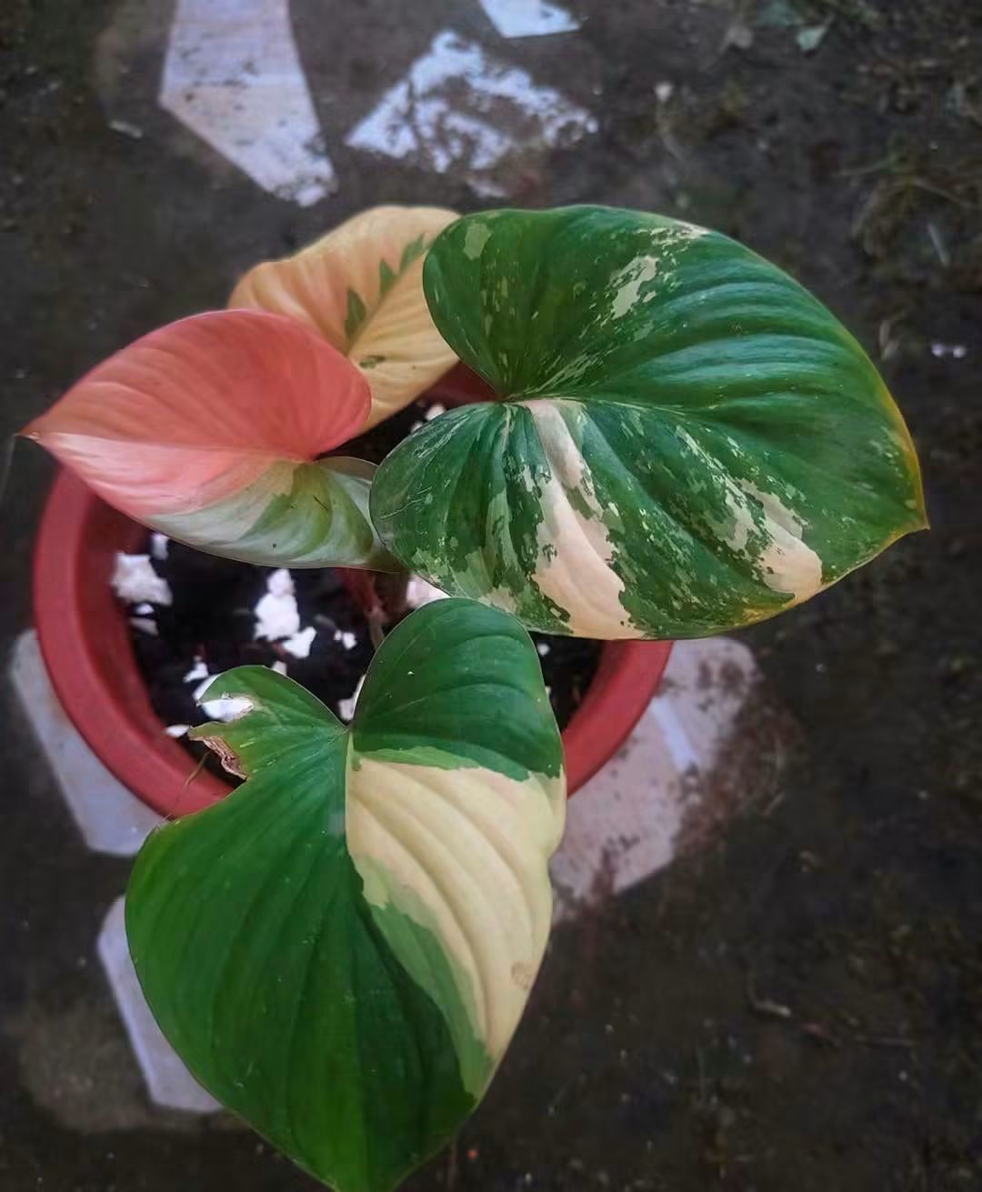 AVAILABLE 🔥 GOLDEN HOMA 💛 HomaLomena TRiColor Premium marble Red