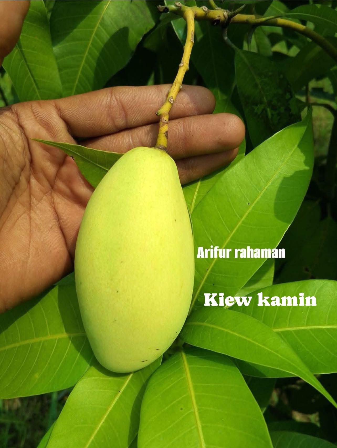 Bangladesh rare mango. | আমের এই জাতের চারা রেডি আছে। চারার একটা সেমপল ...