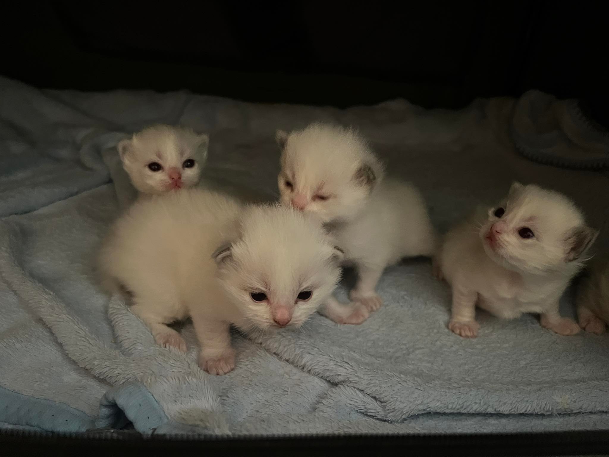 Ring of Fire Ragdolls | Geelong VIC