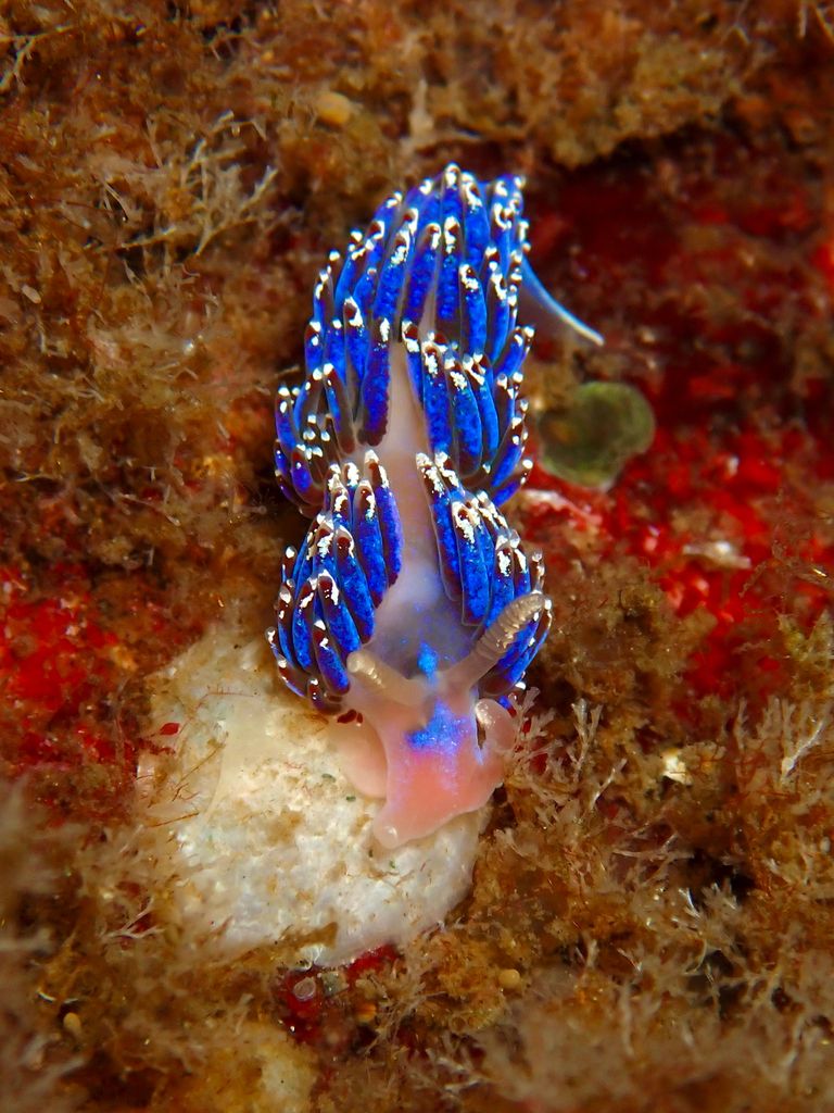 iNaturalist.org - This Crowned Aeolis (Facelina auriculata) photo is ...