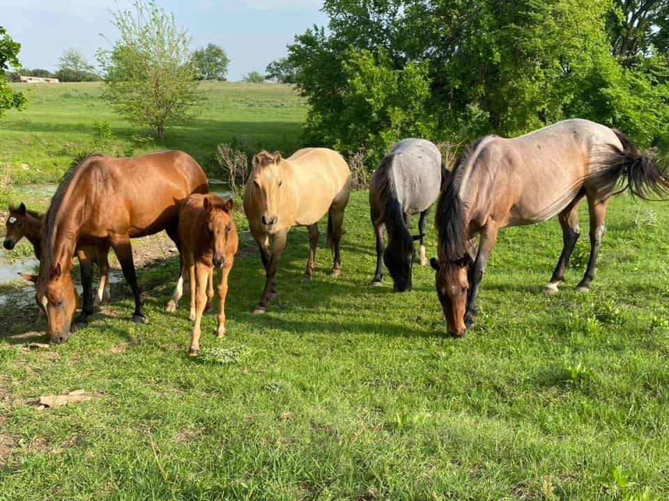 Red Oak Ranch Quarter... - Red Oak Ranch Quarter Horses