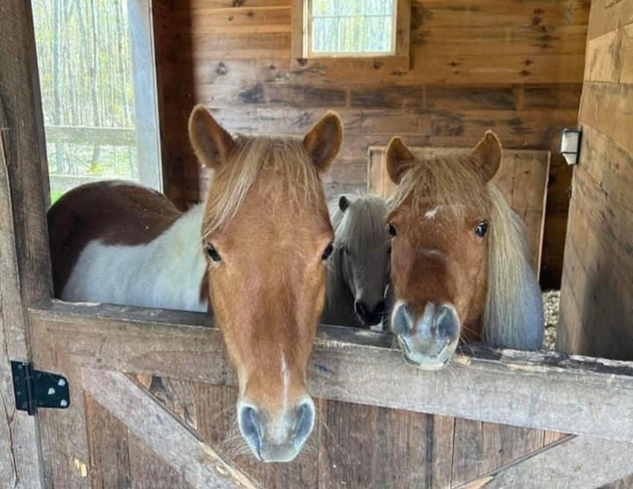 🎉 Happy 13th Anniversary... - The Dorset Equine Rescue Inc. | Facebook