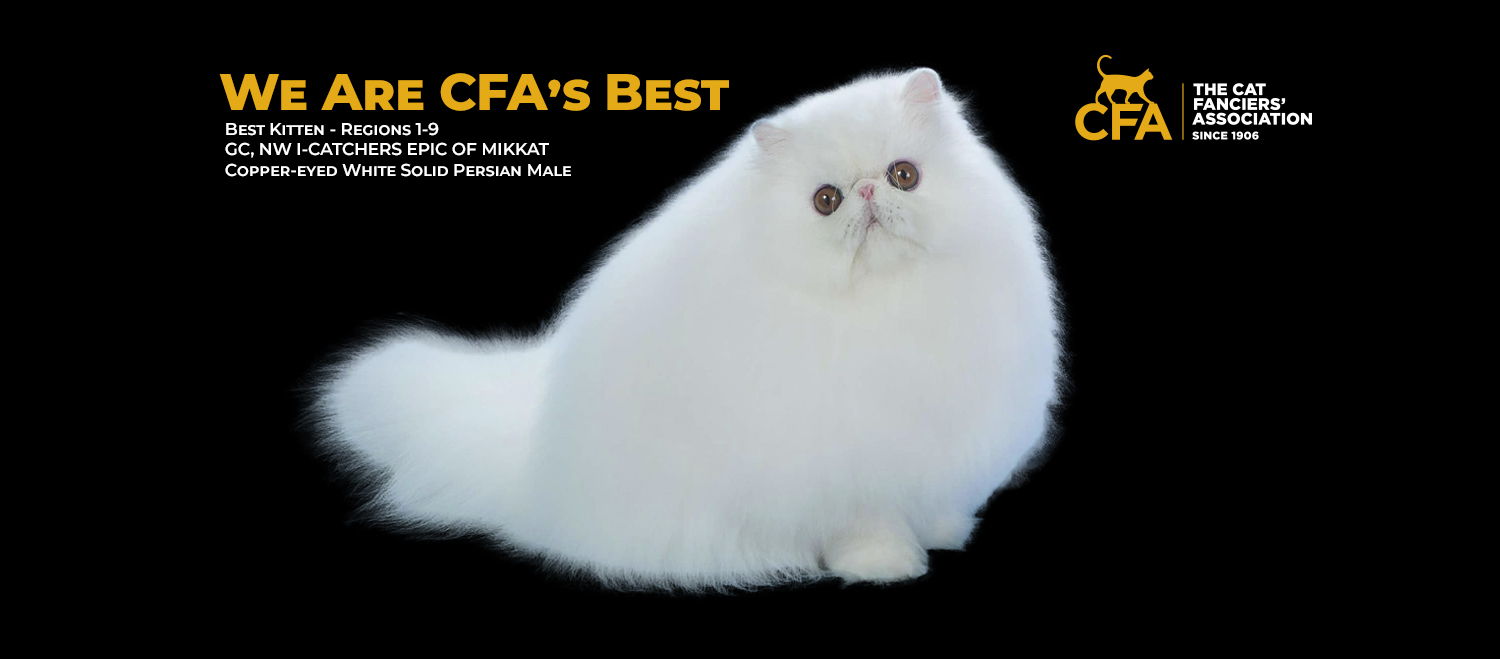 CFA - Brought together by their love of the Persian breed, co