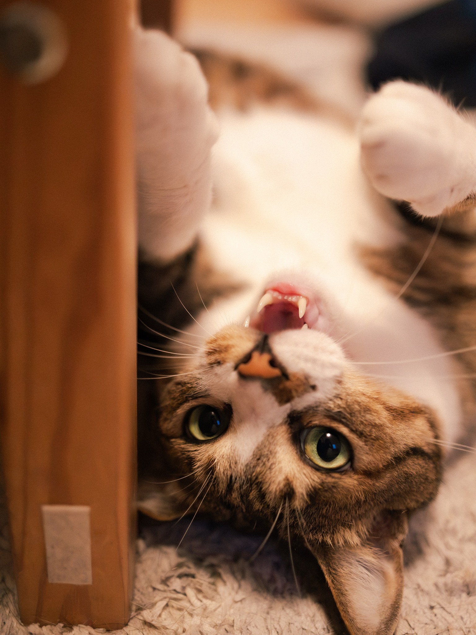 NEKO くらぶ (@nekoclub.jpn) • Facebook