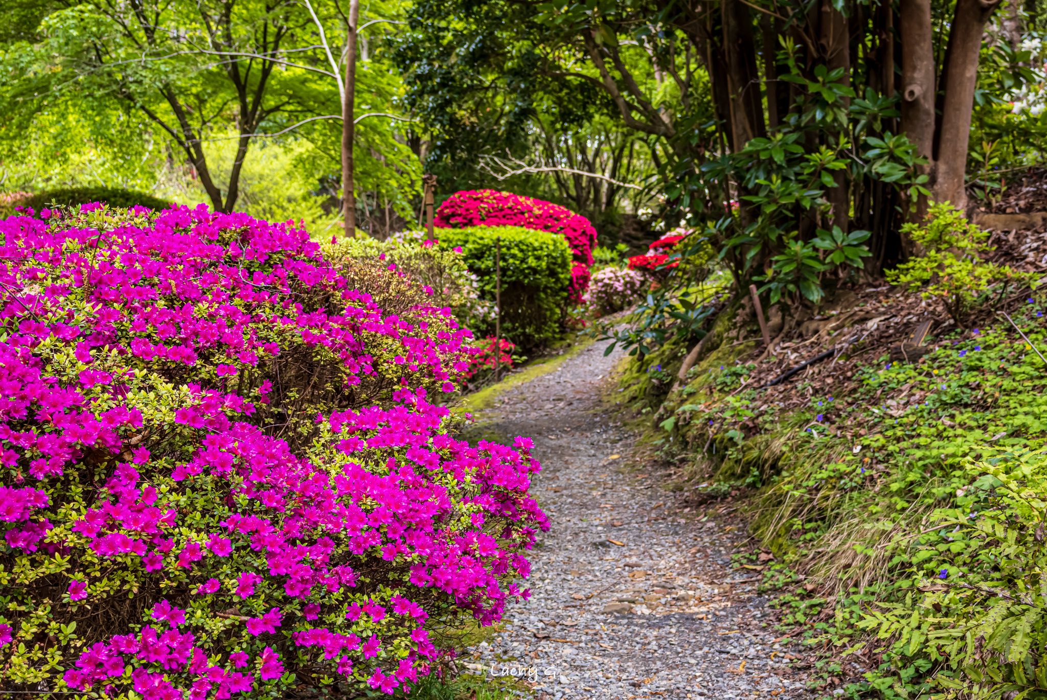 7NEWS - Vibrant spring colours have been on show at Mount Lofty Botanic ...