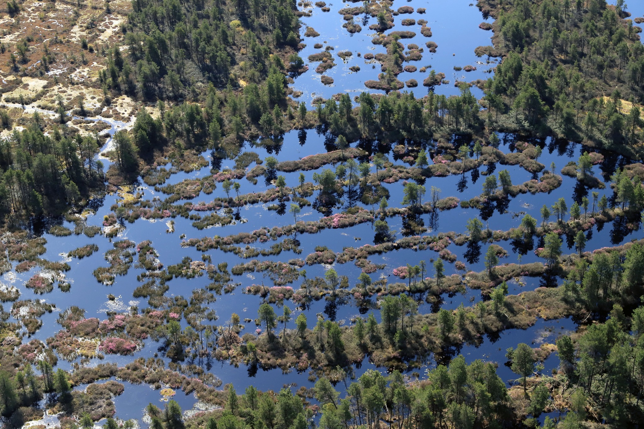City - 🌍Today is World Peatlands Day! These unique wetlands play a ...