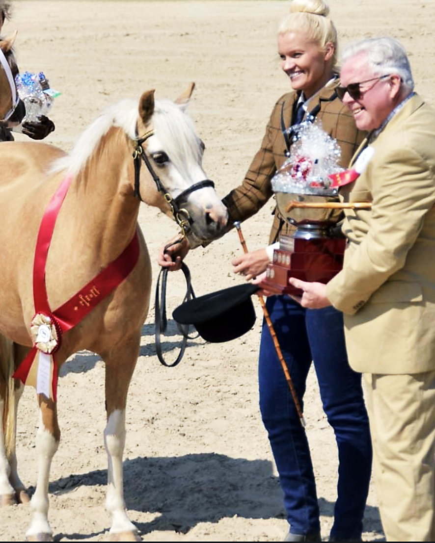 Equestrian - 🏴󠁧󠁢󠁷󠁬󠁳󠁿 Welsh Ponies and Cobs are renowned for their ...