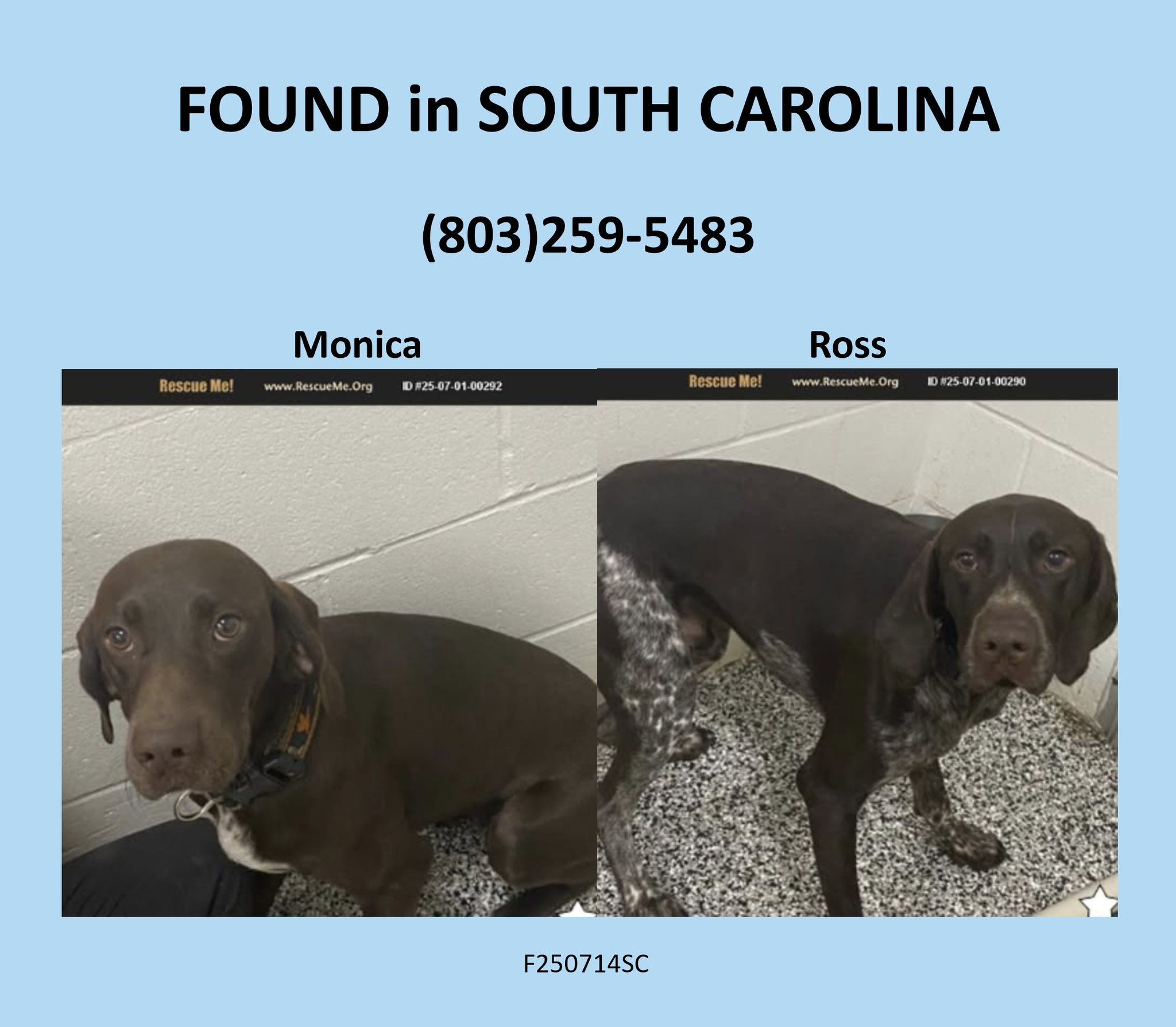 Southeast - These two young GSPs (they are calling them Monica and Ross ...