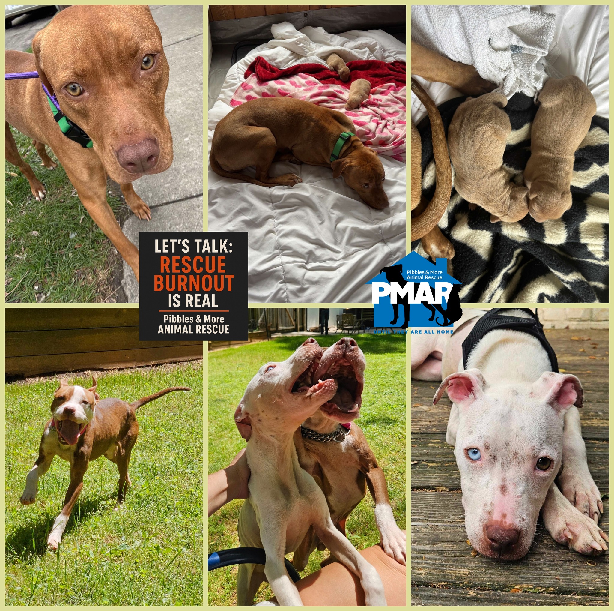 Pibbles & More Animal Rescue-PMAR GA
