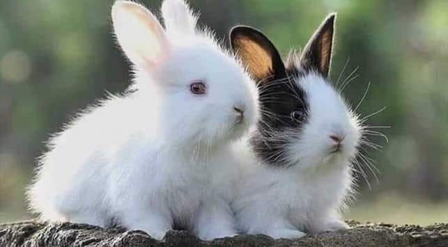 Husnain Rabbitry Farm