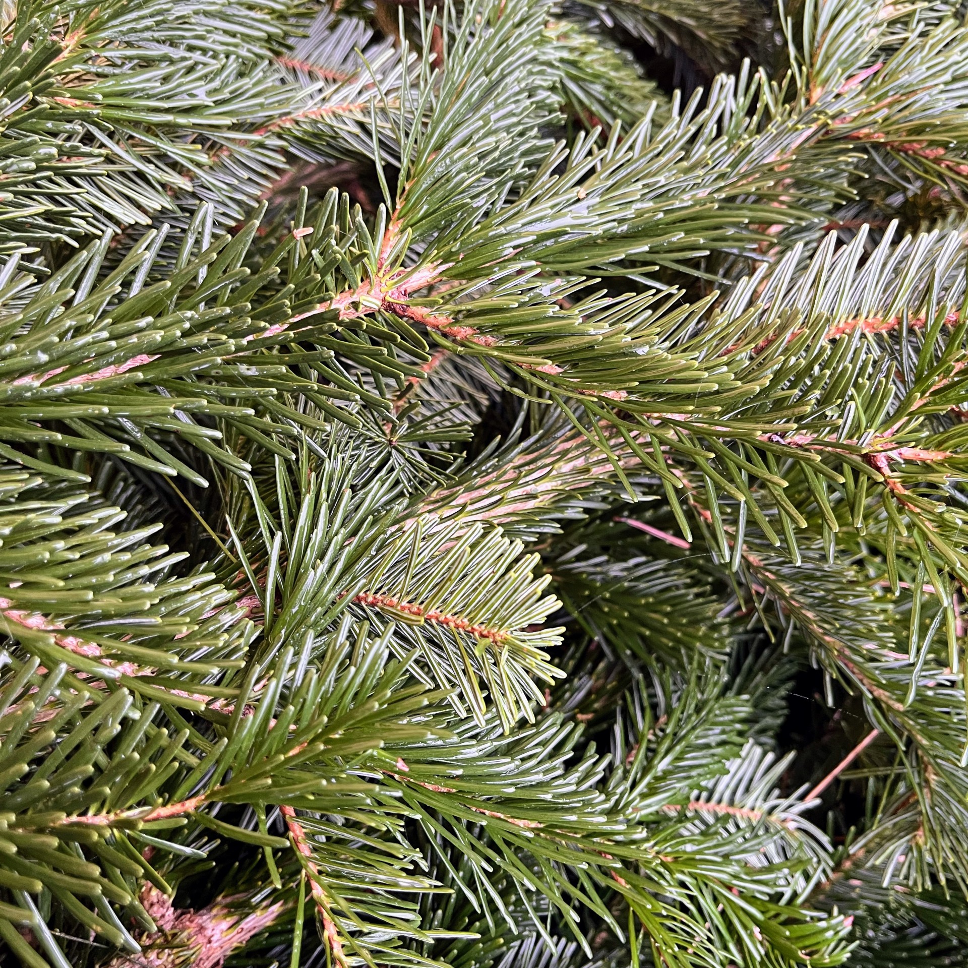 weihnachtsdekoration sale Schaffen Sie weihnachtliche Atmosphäre mit zauberhafter Weihnachtsdeko – Hier günstig kaufen 🎄 Deine Filiale finden