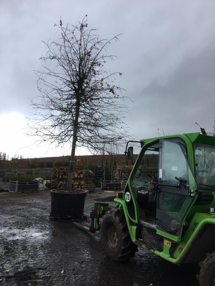 Eine Quercus... - Erich Maier Baumschulen & Gartengestaltung | Facebook