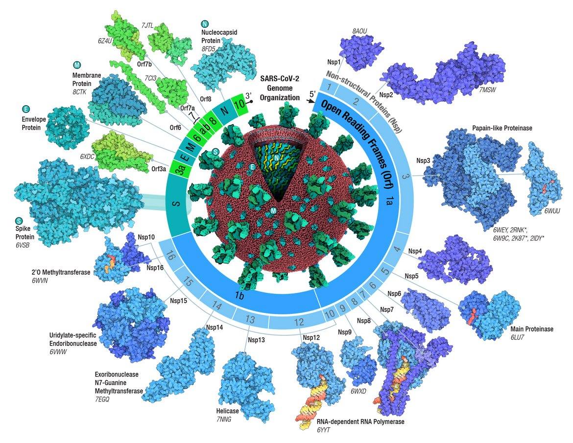 RCSB Protein Data Bank