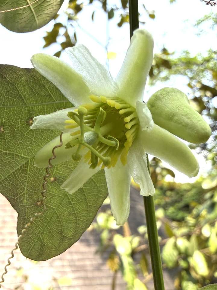 双花西番莲 Passiflora biflora