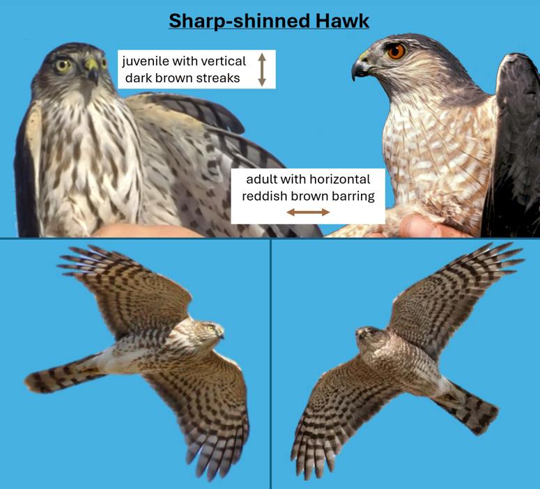 Florida - Raptor ID Tip: Many raptor species begin life with brown ...