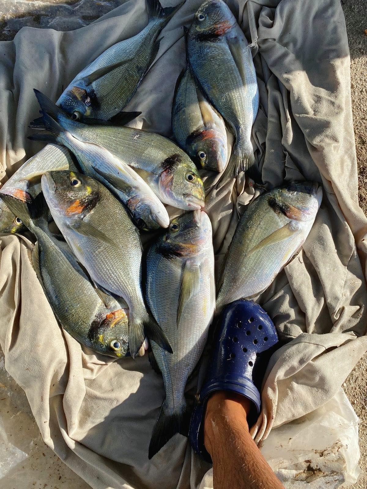 MED fish | Tanger Boukhalef