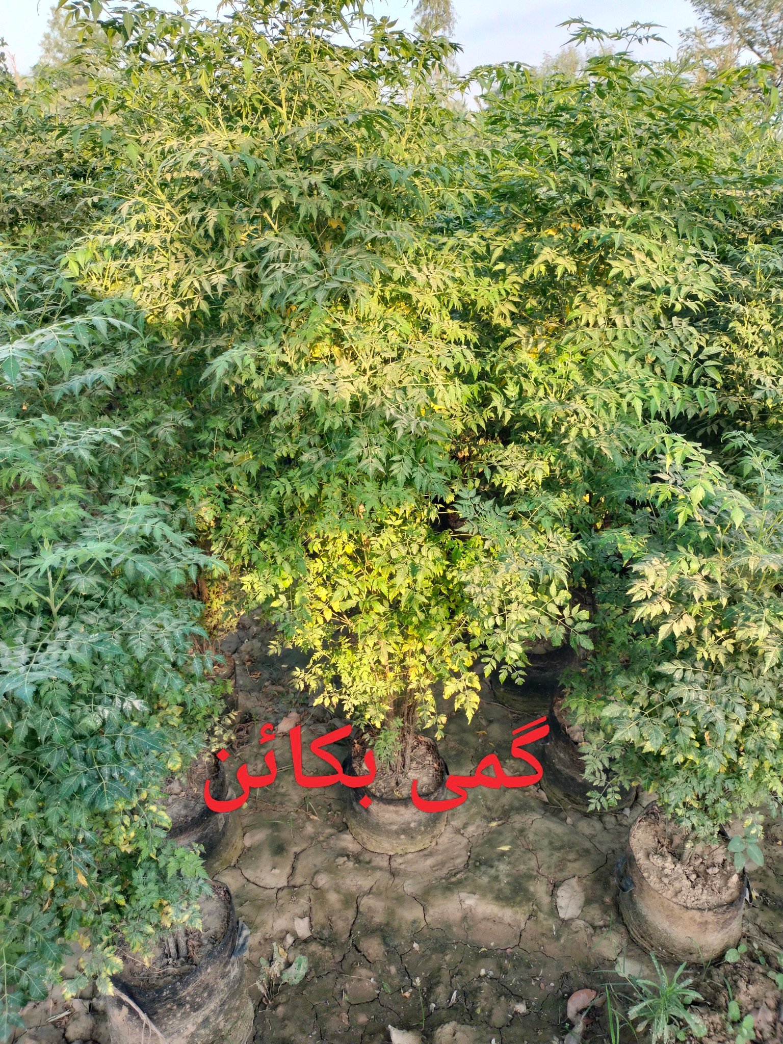 PakPlant Paradise | Pattoki