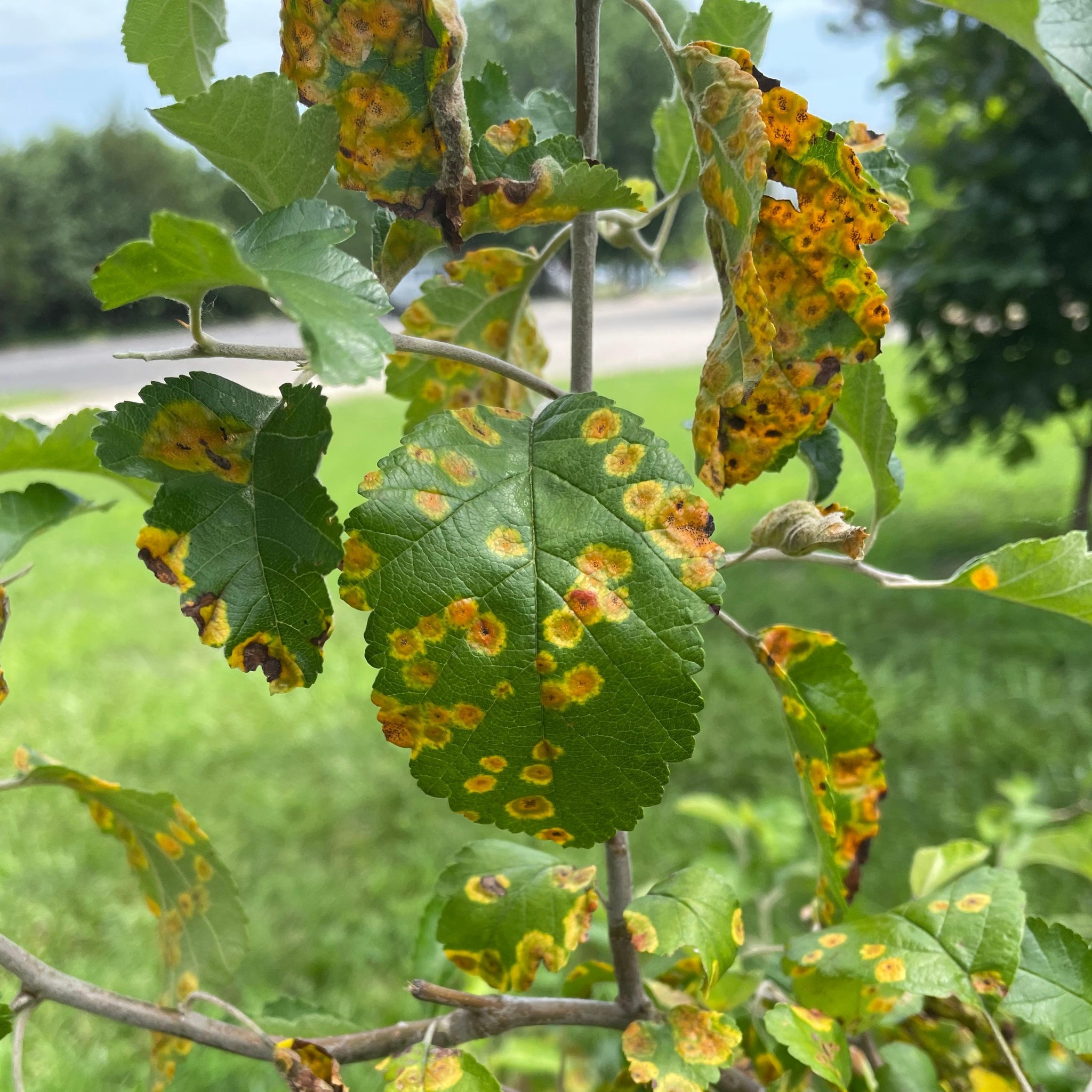 🍐 Cedar-Hawthorn Rust🌳 🍃 Spots... - Kansas Forest Service | Facebook
