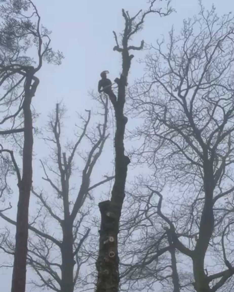 Tree - Sectional dismantle with rigging of a declining Oak tree to ...