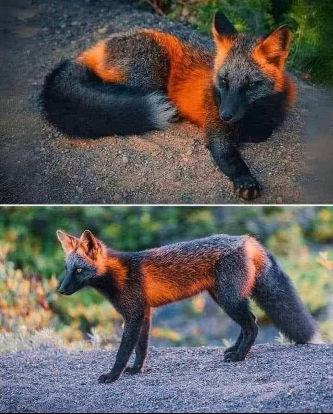 Salon - RENARD DE FEU ! Ce magnifique renard flamboyant est en réalité ...