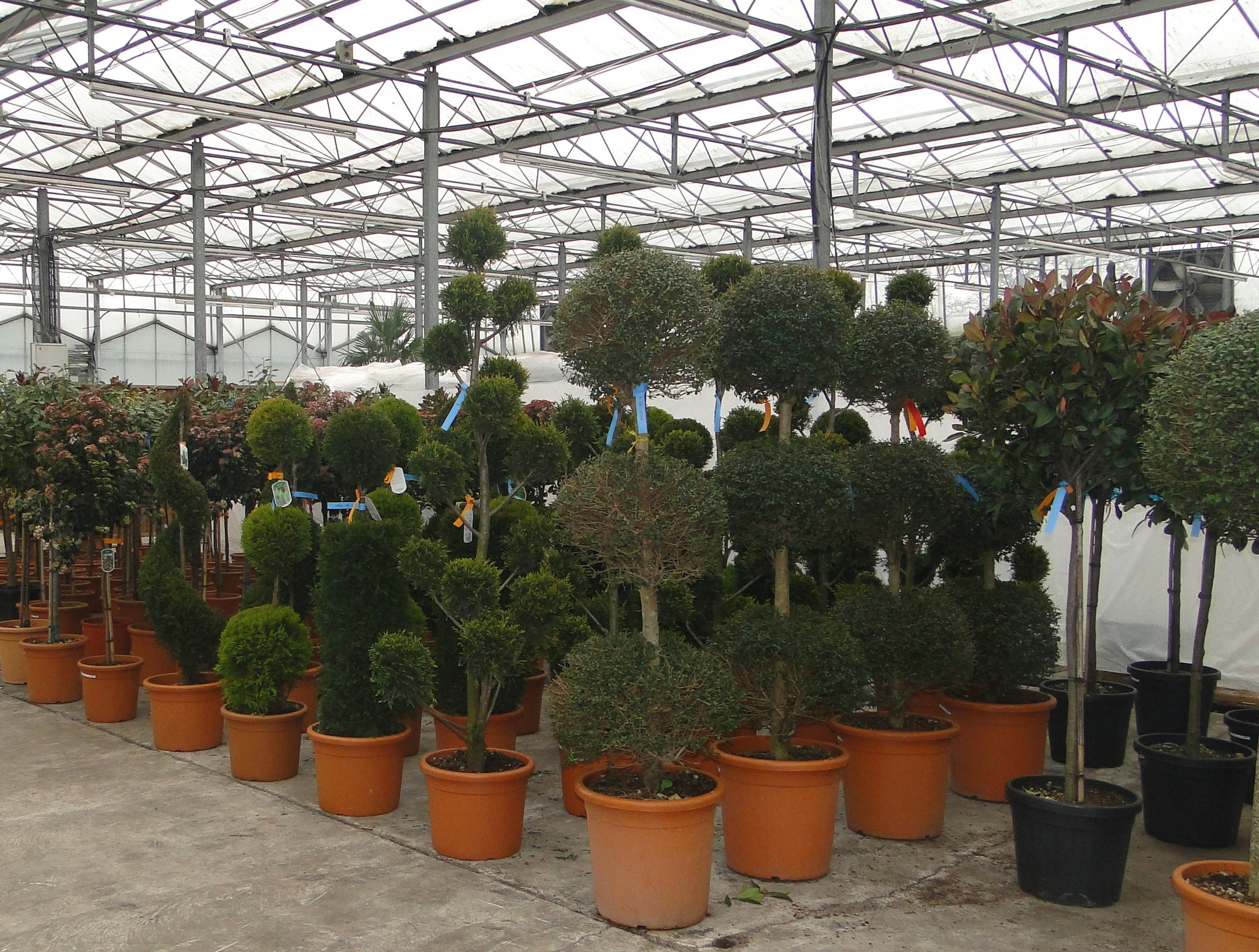 Four Oaks Cash & Carry Trade... - Landscape & Urban Design | Facebook