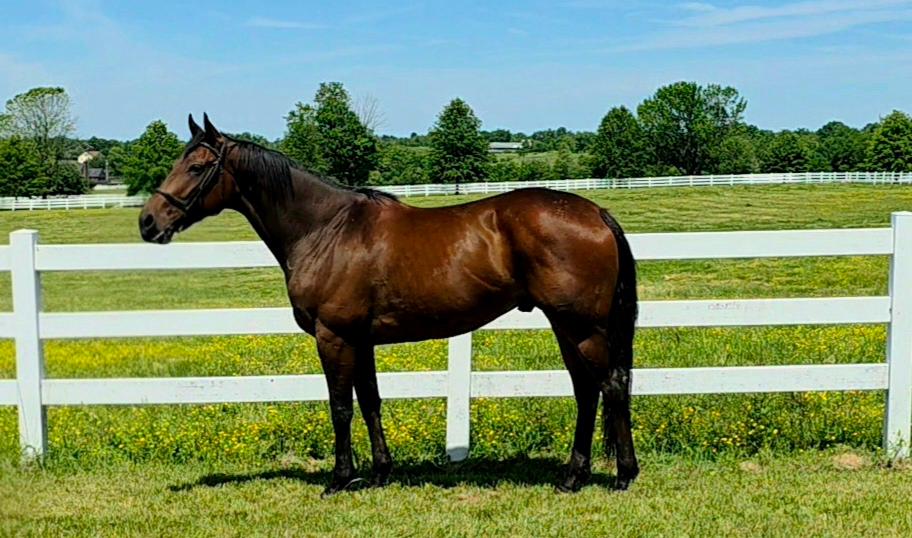 Tabloid City #HorseWelfare #EquineAdoption #Thoroughbred