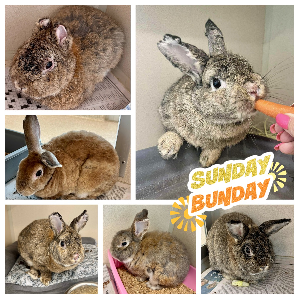 Saginaw - 🐰🌟 It’s Sunday Bun-Day at SCACC! 🌟🐰 Hop into the new week by ...
