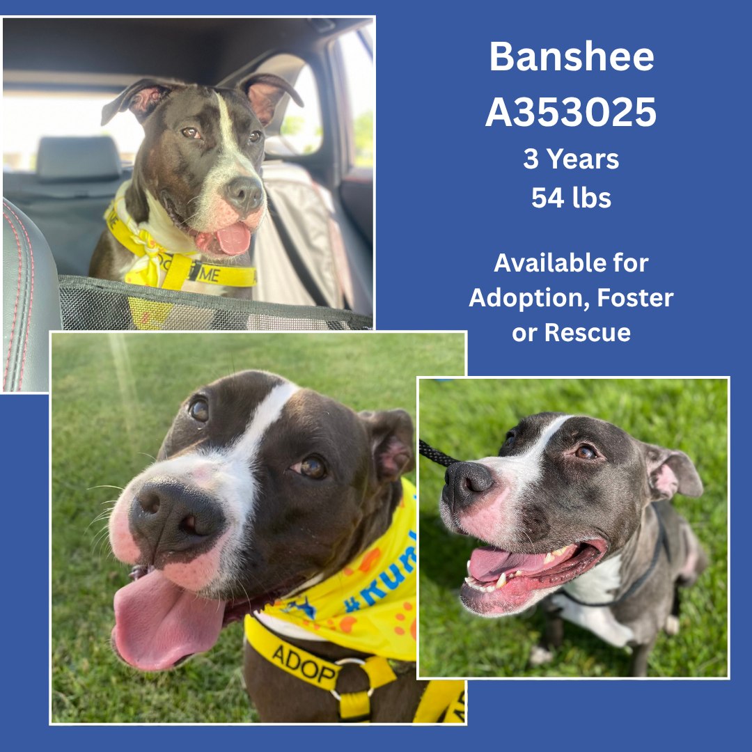 🐾 Banshee’s First Day Out in... - IACS Shelter Rescue Team | Facebook