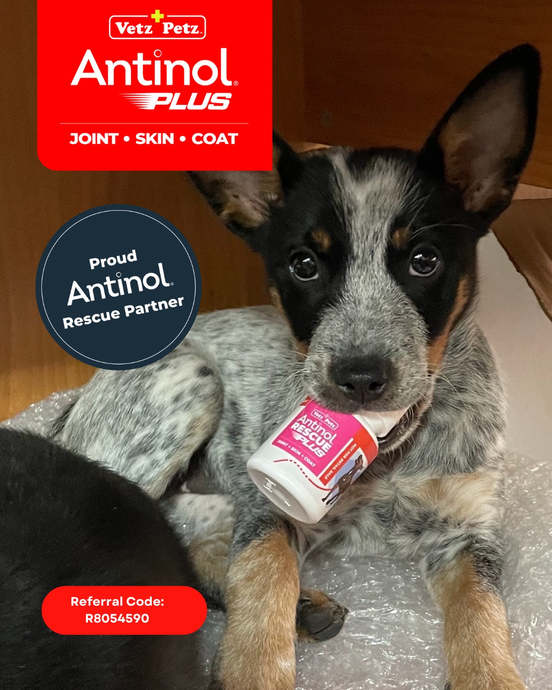 🌟... - Hunter Valley Animal Facility & Rehoming Centre | Facebook