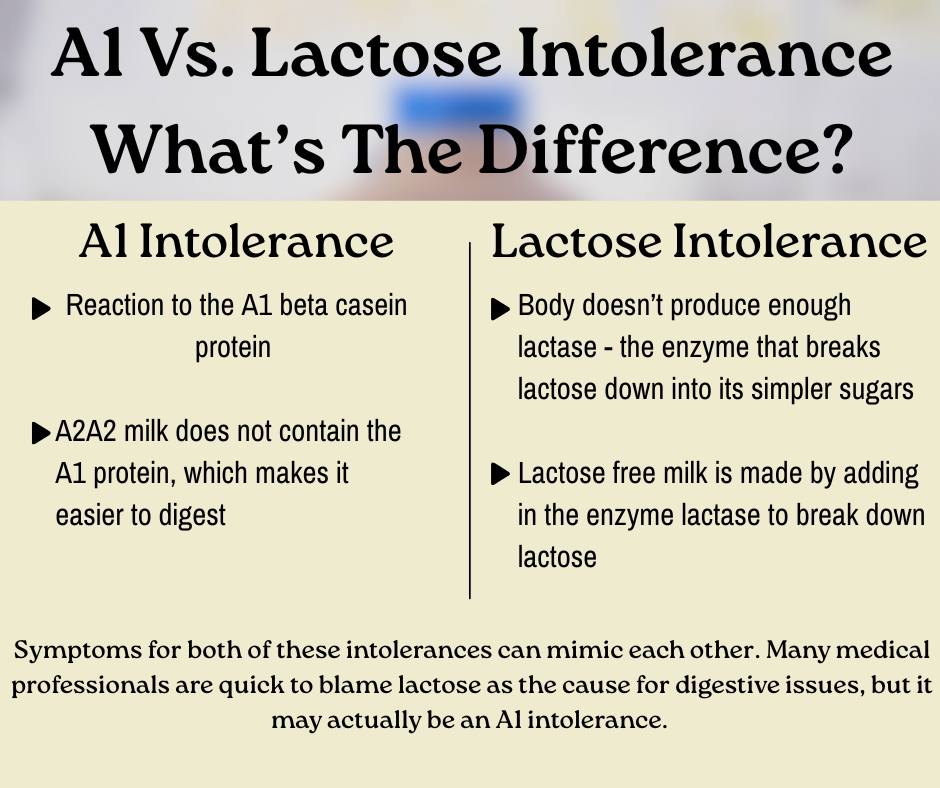 Next - Whats the difference between A1 intolerance and lactose ...
