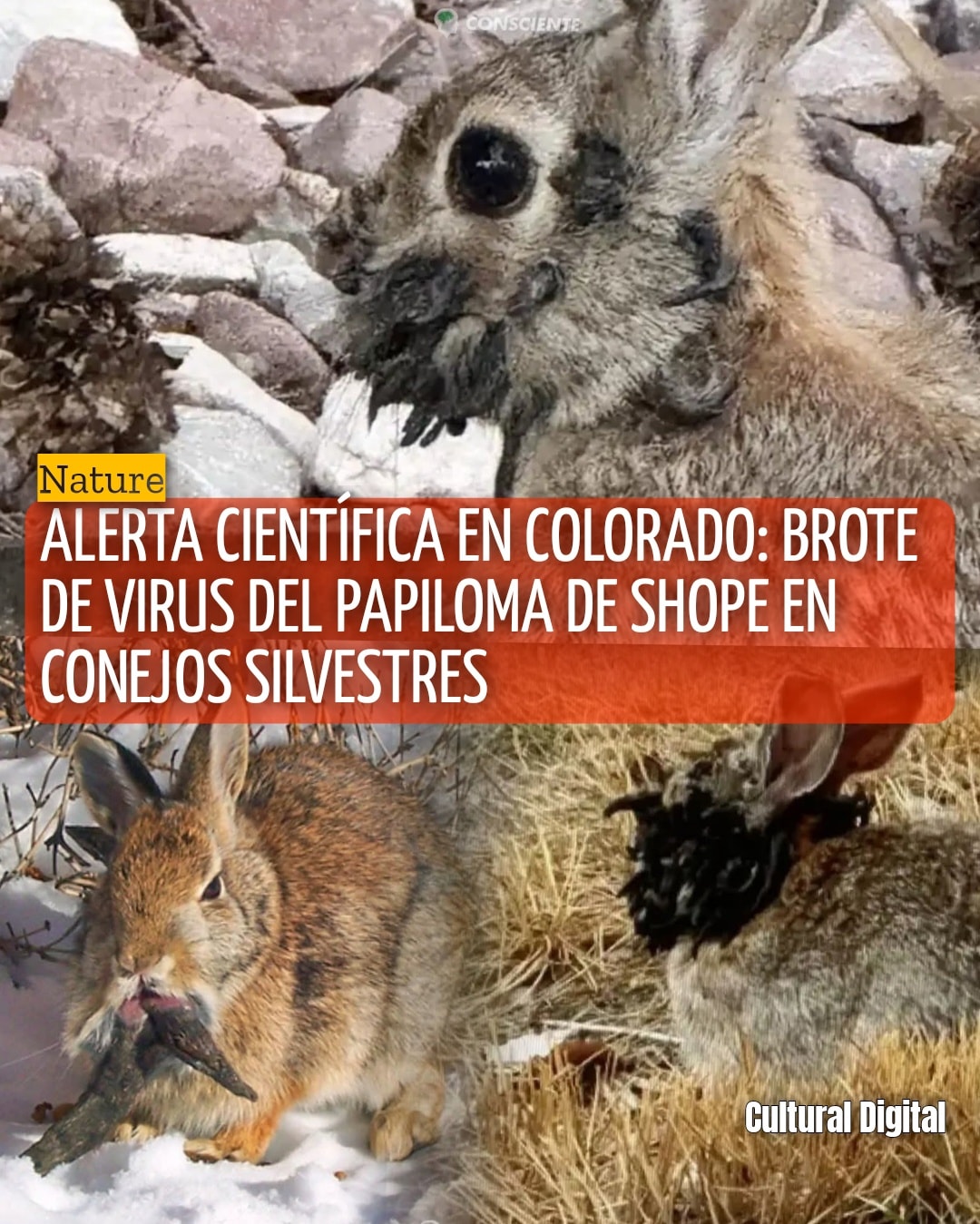 Cultura - 🐇🔬 Autoridades de Colorado Parks & Wildlife han confirmado la ...
