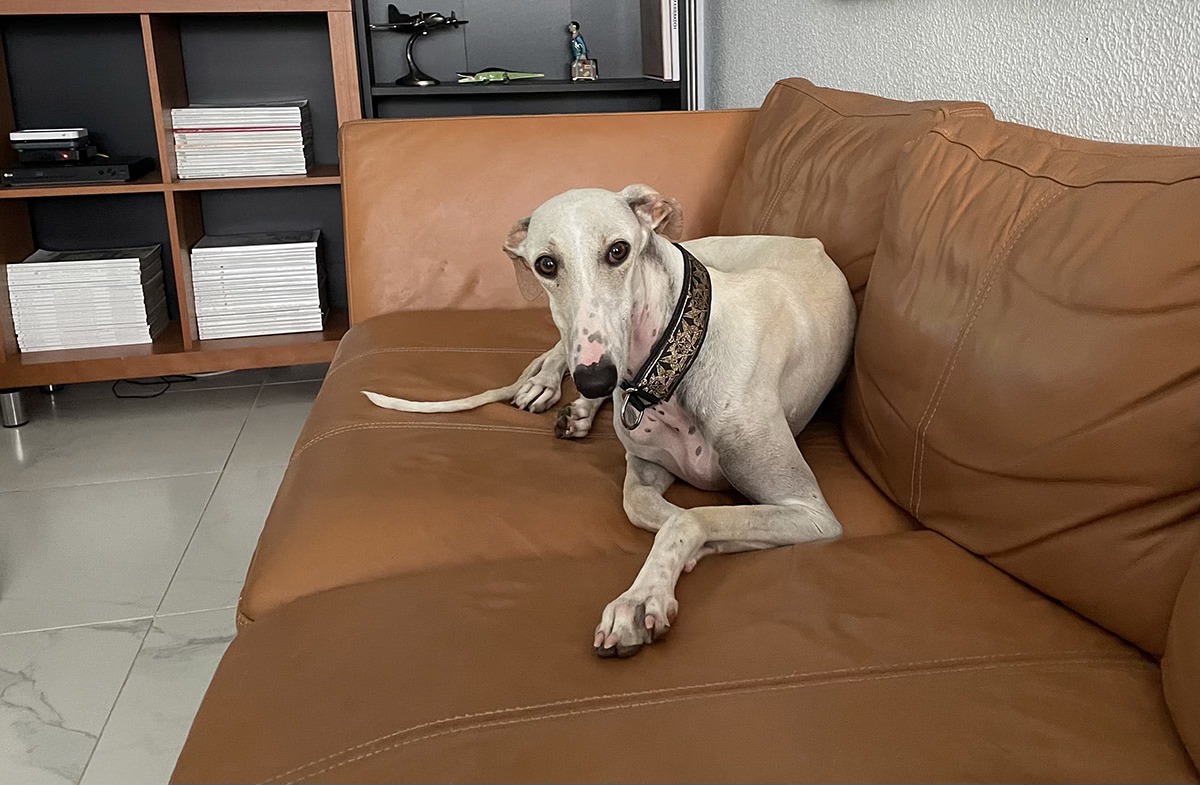 Greyhounds - Spanje update 2 Dinsdag 3 juni 2025. Precies 13 dagen ...